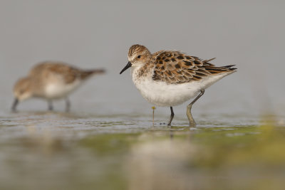 Little stint - Calidris minuta