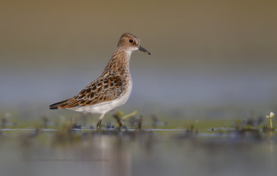 Little stint - Calidris minuta