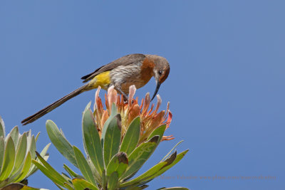 Cape Sugarbird - Promerops cafer