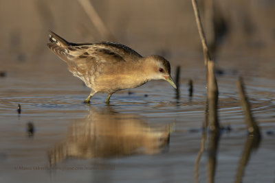 Little crake - Porzana parva