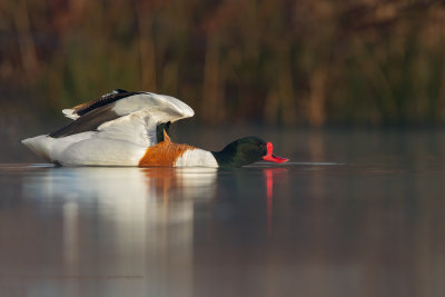 Shelduck - Tadorna tadorna