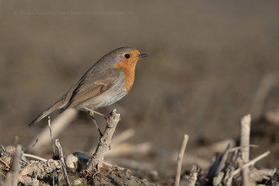 Robin - Erithacus rubecula