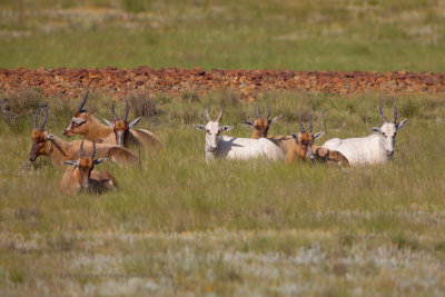 Blesbok - Damaliscus phillipsi