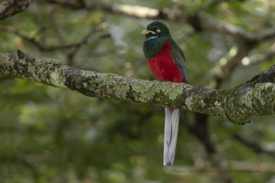 Narina Trogon - Apaloderma narina