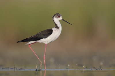 Black-winged stilt - Himantopus himantopus