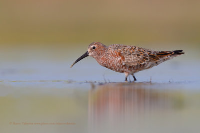 Curlew Sandpiper - Calidris ferruginea