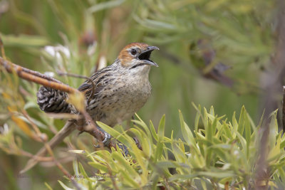 Cape grassbird - Sphenoeacus afer