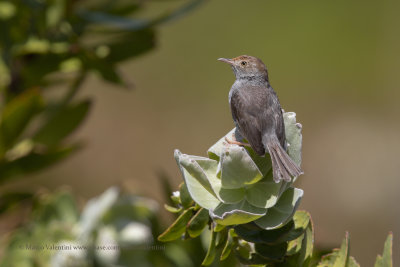 Neddicky - Cisticola fulvicapilla