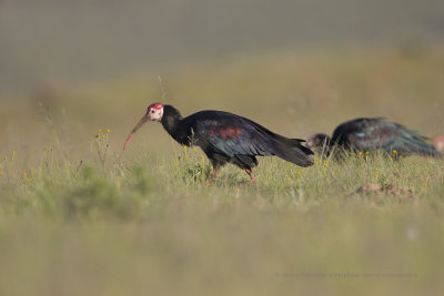 Southern Bald Ibis - Geronticus calvus