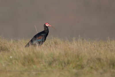 Southern Bald Ibis - Geronticus calvus