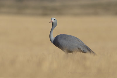 Blue crane - Anthropoides paradisea