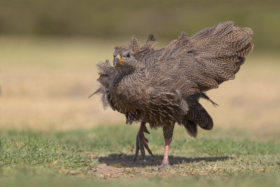 Cape francolin - Pternistis capensis