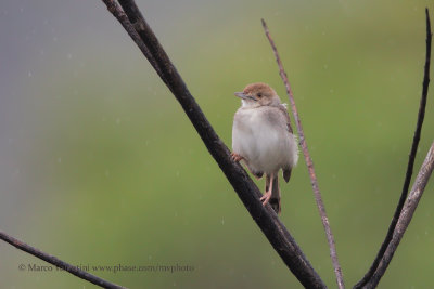 Pale-crowned Cisticola - Cisticola cinnamoneus