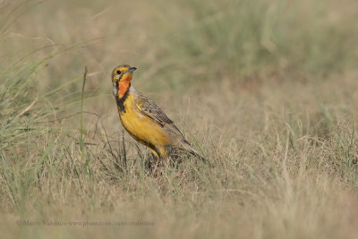Cape Longclaw - Macronyx capensis