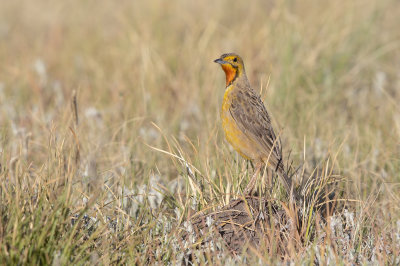 Cape Longclaw - Macronyx capensis