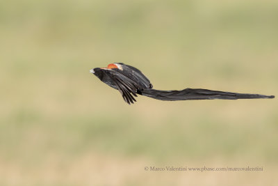 Long-tailed Widowbird - Euplectes progne