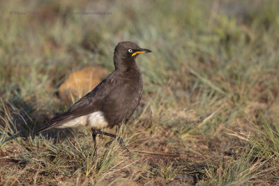 African Pied Starling - Lamprotornis bicolor