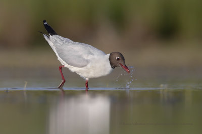 Black-headed gull - Chroicocephalus ridibundus