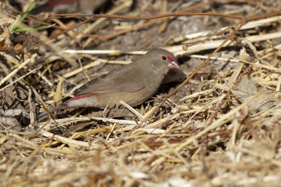 Red-billed Firefinch - Lagonosticta senegala