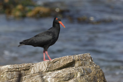 African Black Oystercatcher - Haematopus moquini