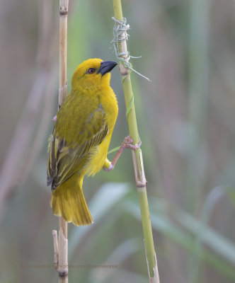 Yellow Weaver - Ploceus subaureus