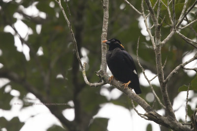 Sri Lanka Hill Myna - Gracula ptilogenys