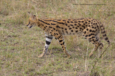 Serval - Leptailurus serval