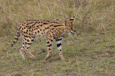 Serval - Leptailurus serval