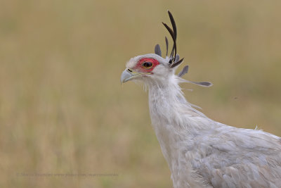 Secretary bird- Sagittarius serpentarius