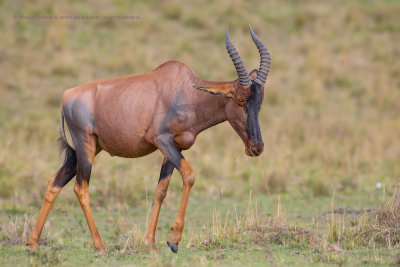 Serengeti Topi - Damaliscus jimela