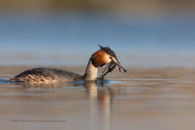 Great-crested greebe - Podiceps cristatus