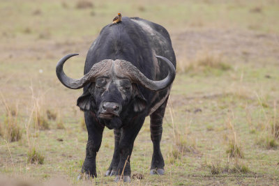 Cape Buffalo - Syncerus caffer