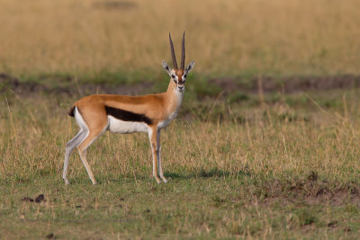 Serengeti Thompson's gazelle - Eudorcas nasalis