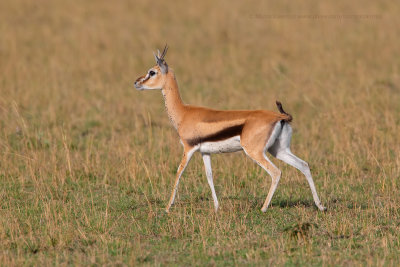 Serengeti Thompson's gazelle - Eudorcas nasalis