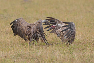 Ruppel's Vulture - Gyps rueppellii