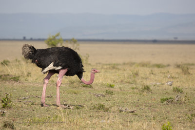 Common Ostrich - Struthio camelus