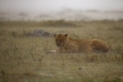 African Lion - Panthera leo