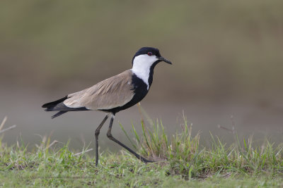 Spur-winged lapwing - Vanellus spinosus