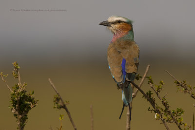 Lilac-breasted Roller - Coracias caudata