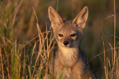 Black-backed Jackal - Canis mesomelas