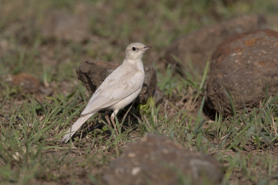 Plain-backed Pipit - Anthus leucophrys