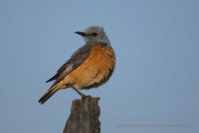 Sentinel Rock-thrush - Monticola explorator