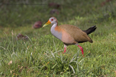 Argentina Norte Birds