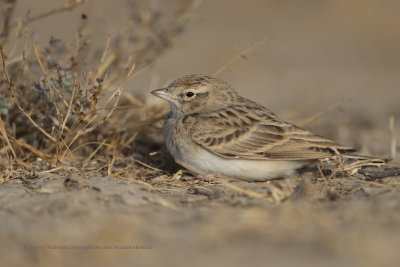 Greater Short-toed Lark - Calandrella brachydactyla