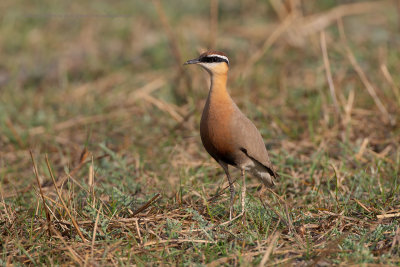 Indian courser - Cursorius coromandelicus