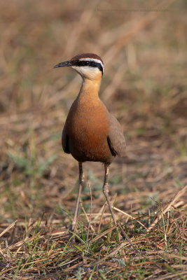 Indian courser - Cursorius coromandelicus