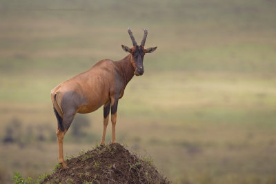 Serengeti Topi - Damaliscus jimela