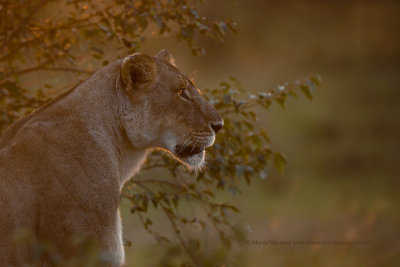 African Lion - Panthera leo