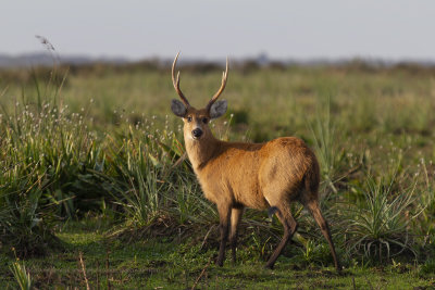 Marsh Deer - Blastocerus dichotomus