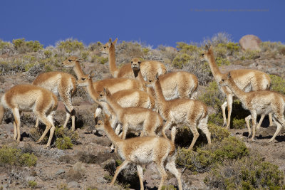 Vicuna - Vicuna vicuna